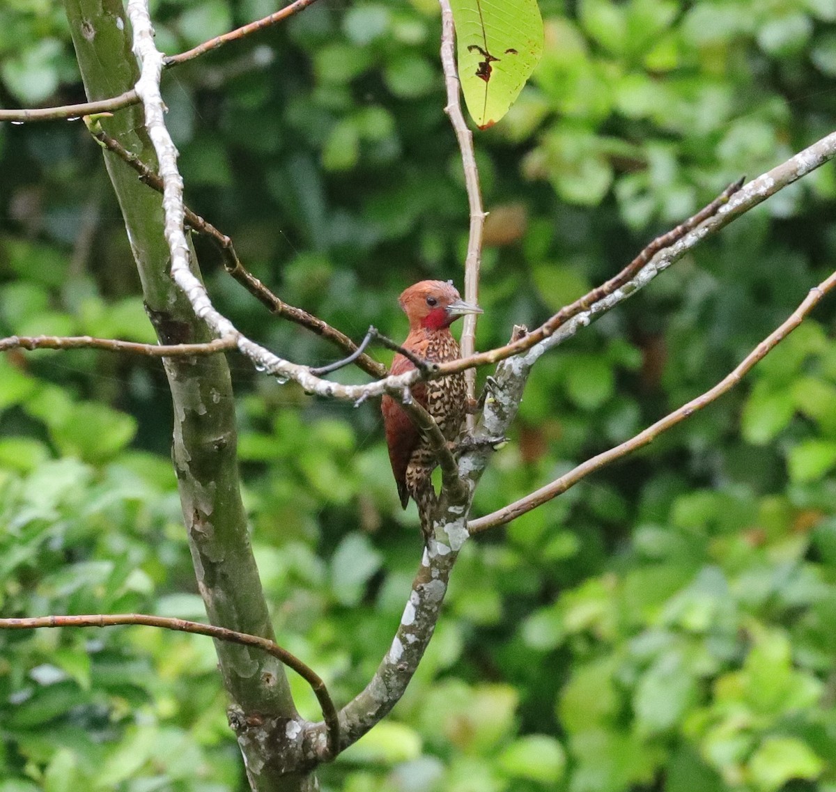 Cinnamon Woodpecker - ML590472741