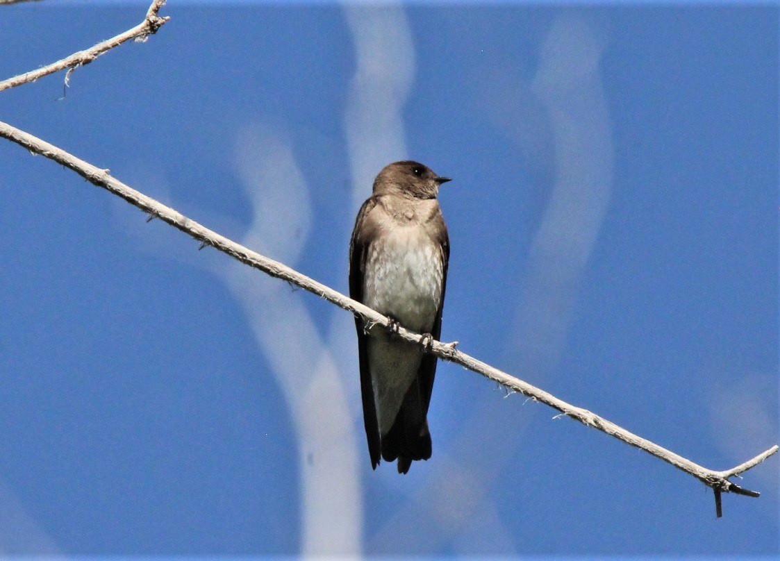 Northern Rough-winged Swallow - ML590472861