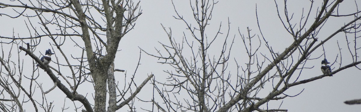 Belted Kingfisher - ML590473041