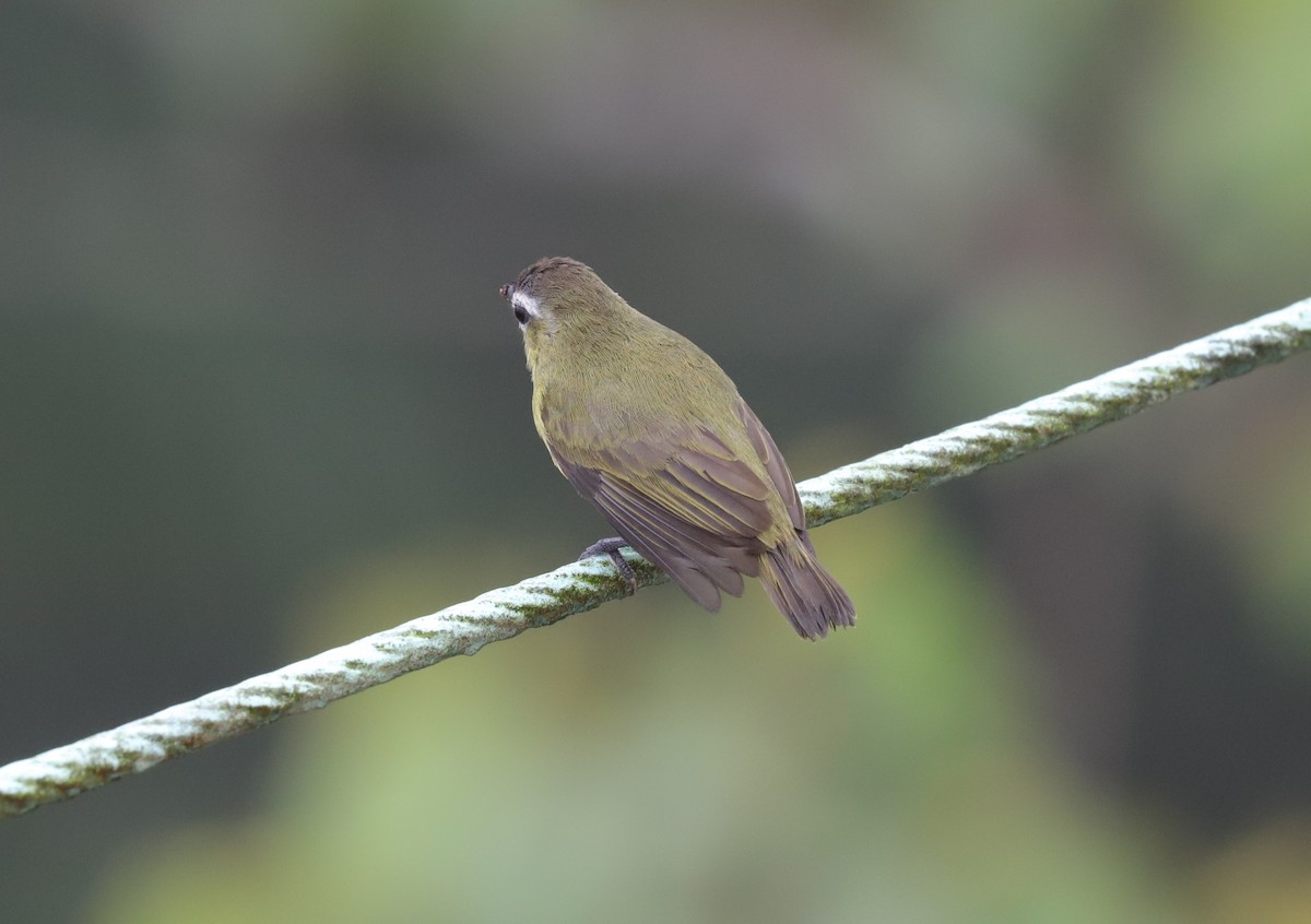 Tyranneau à tête brune - ML590473391