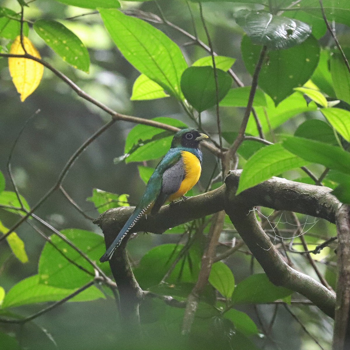 Northern Black-throated Trogon - ML590473801