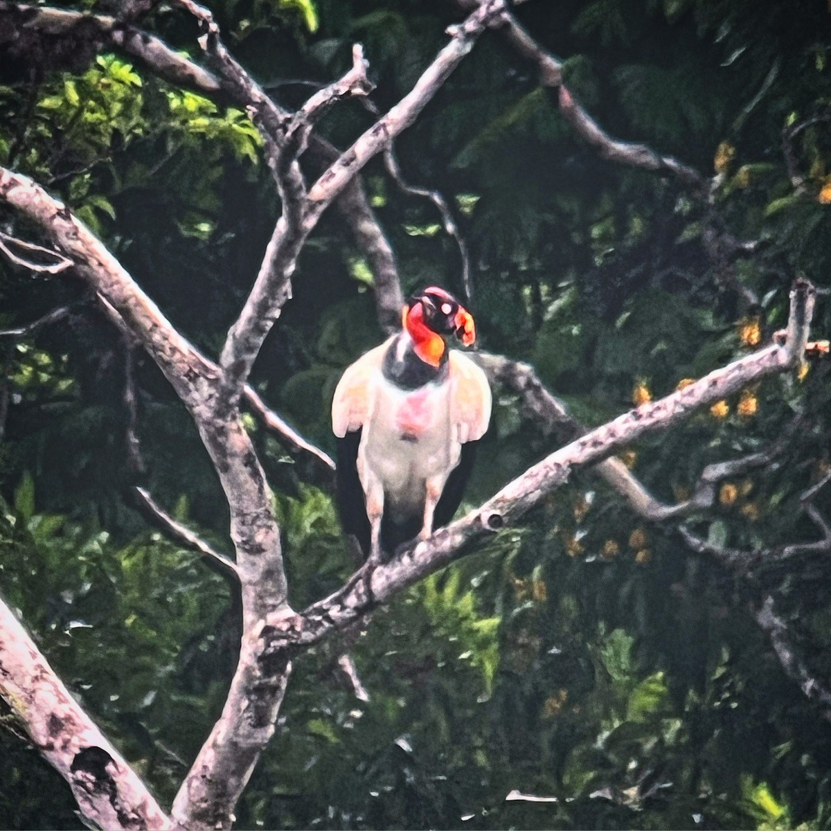 King Vulture - ML590474261