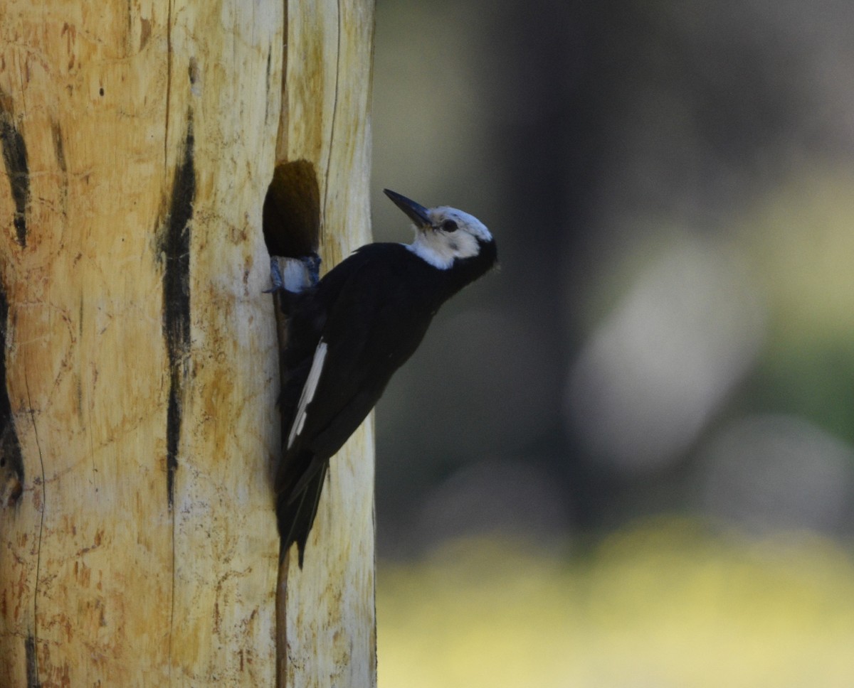 White-headed Woodpecker - ML590475161