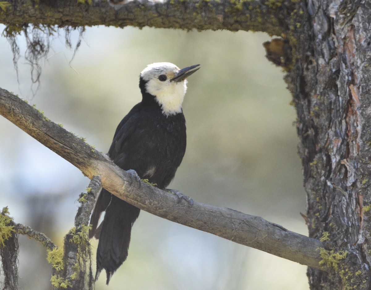 White-headed Woodpecker - ML590475251