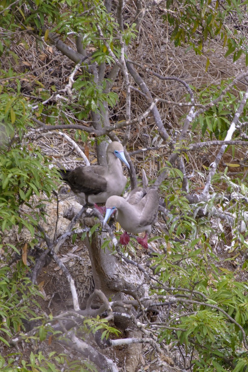 Red-footed Booby (Eastern Pacific) - ML590475671