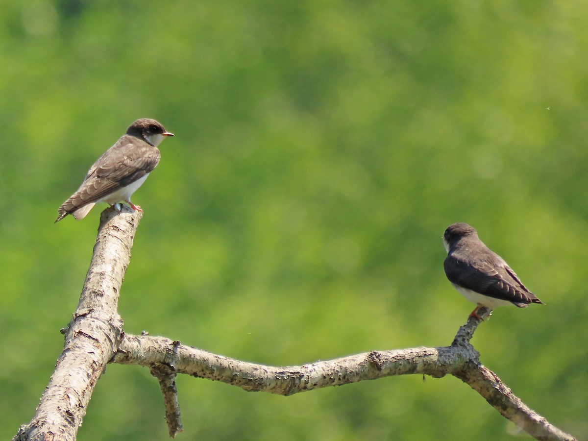 Golondrina Bicolor - ML590475731