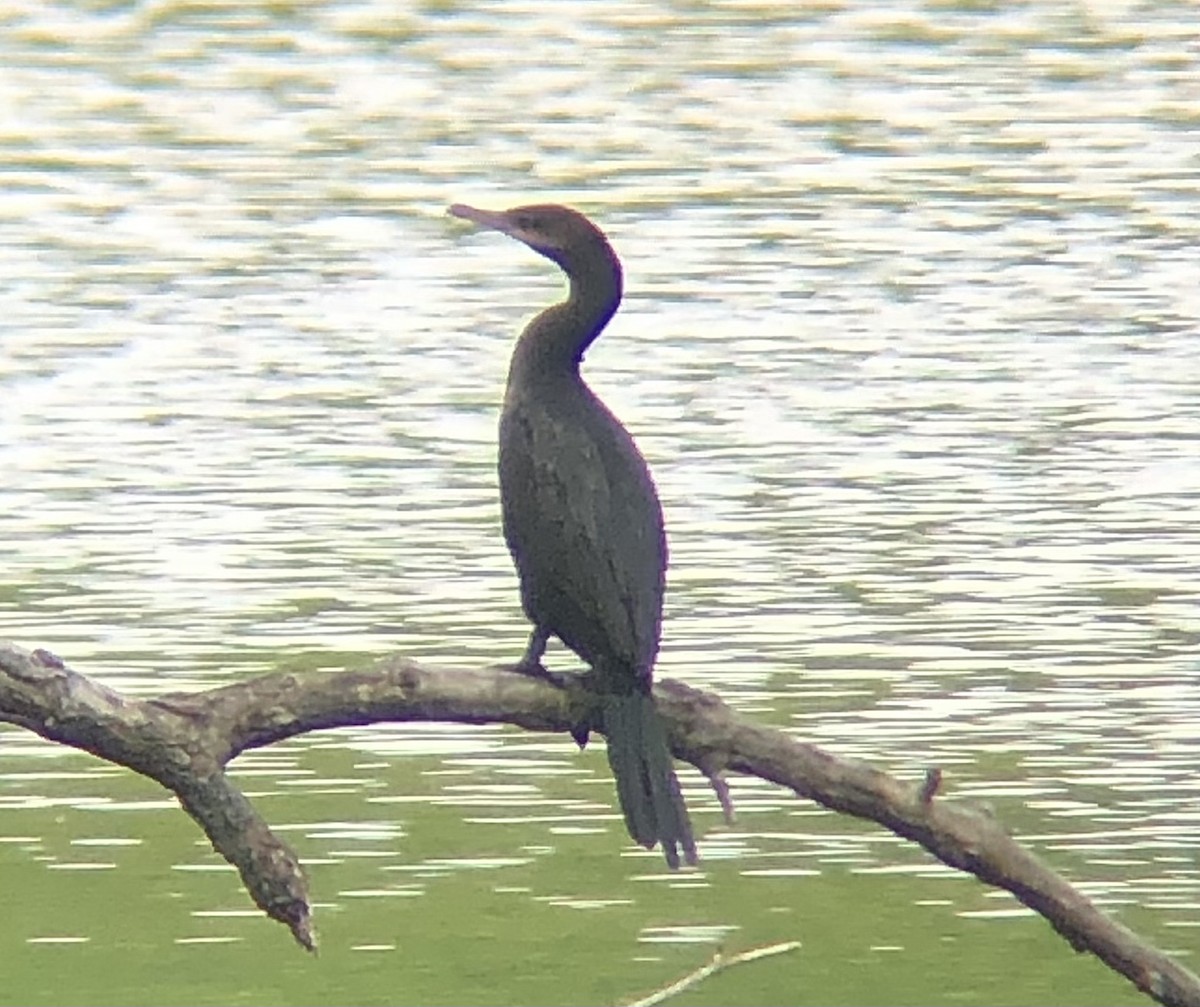 Neotropic Cormorant - ML590475751