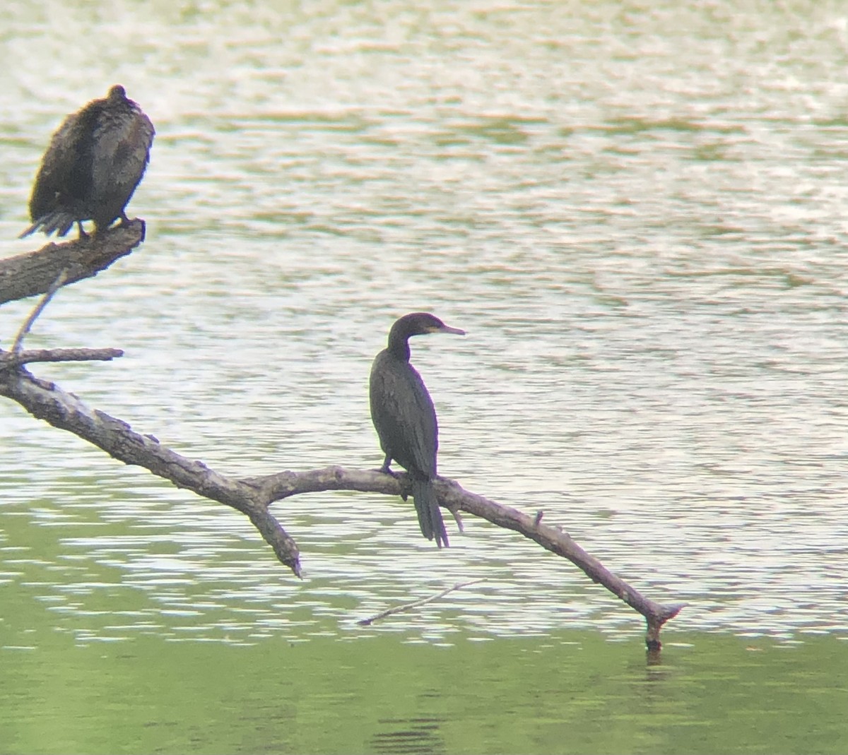 Neotropic Cormorant - ML590475771