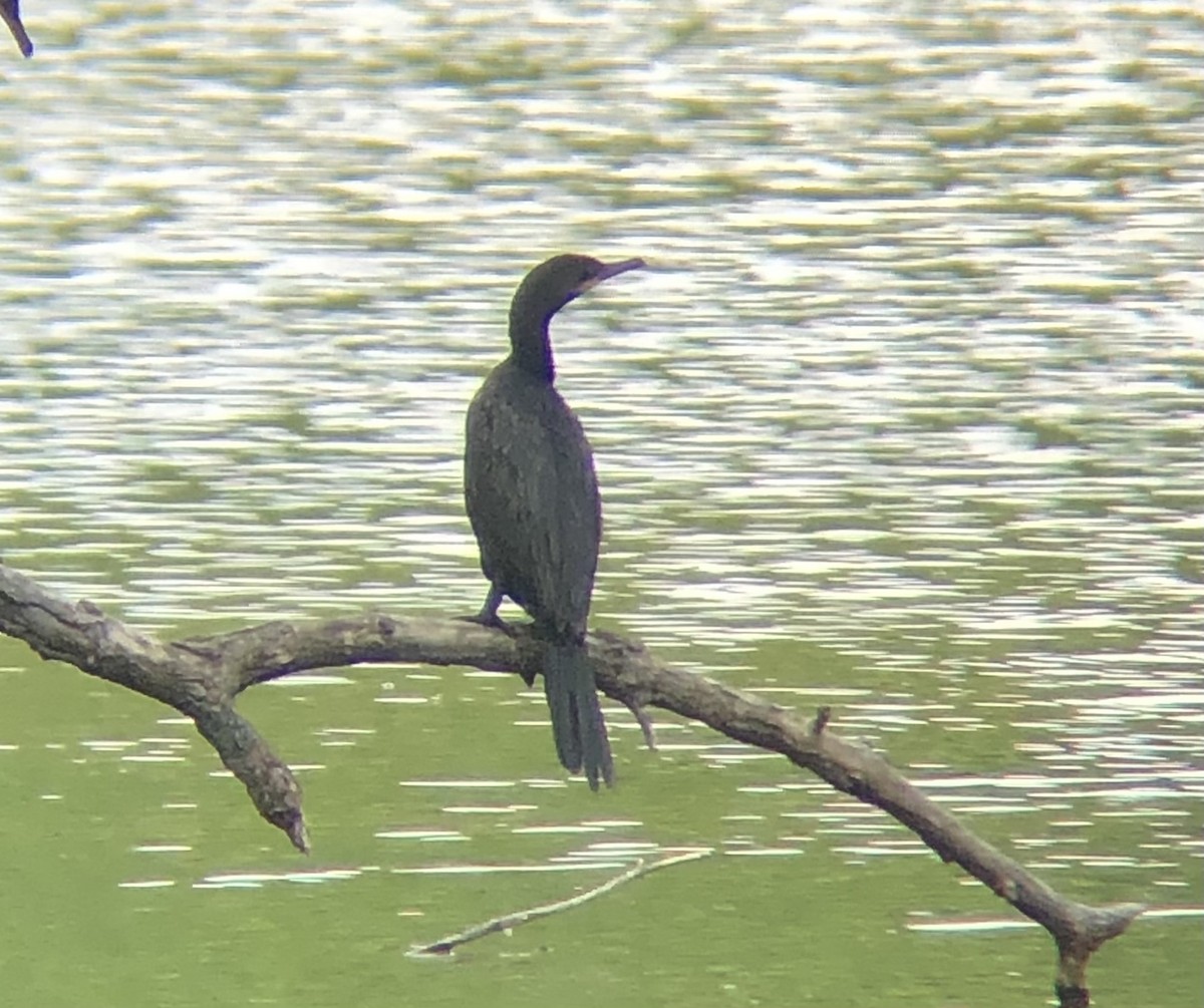 Neotropic Cormorant - ML590475801