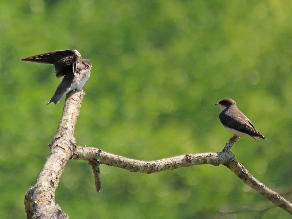 Tree Swallow - ML590475811