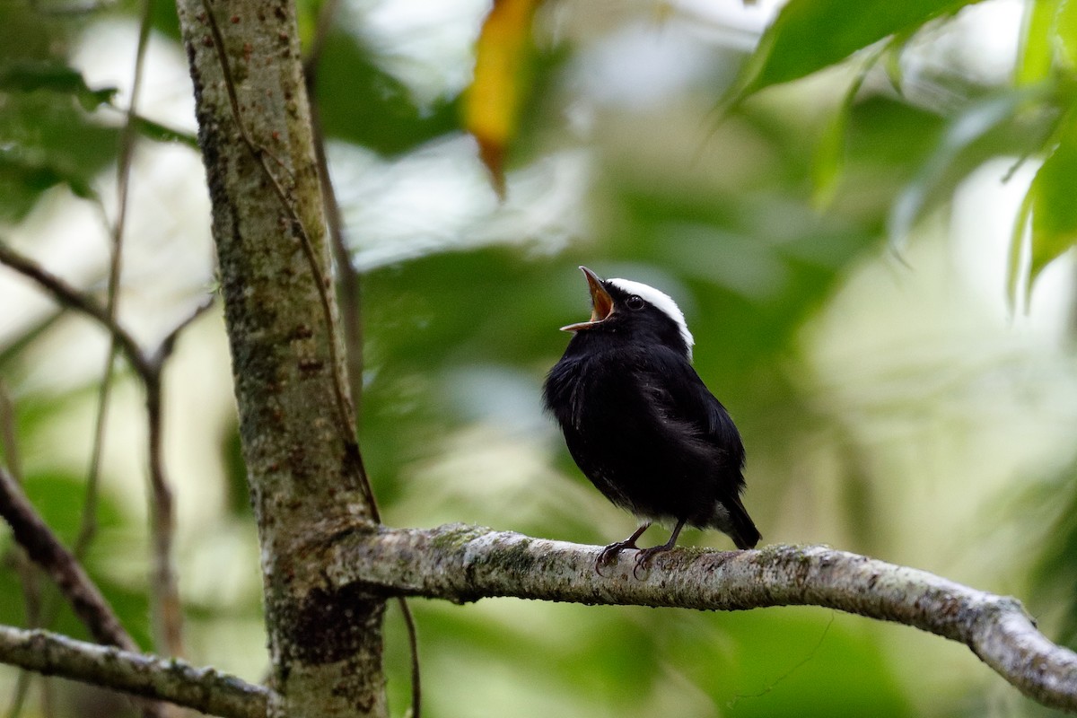 White-crowned Manakin - Geoff Malosh