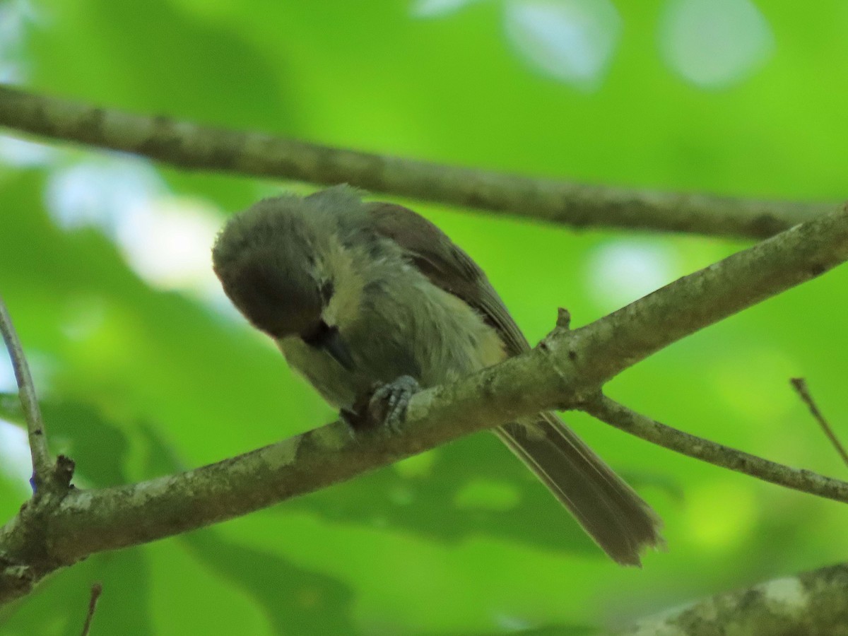 Tufted Titmouse - ML590475891