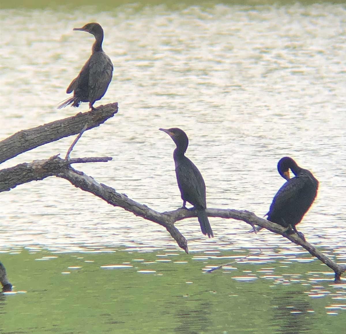 Neotropic Cormorant - ML590475911