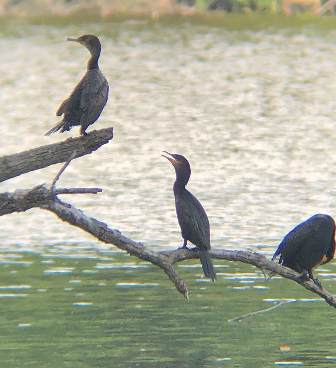 Neotropic Cormorant - ML590475951