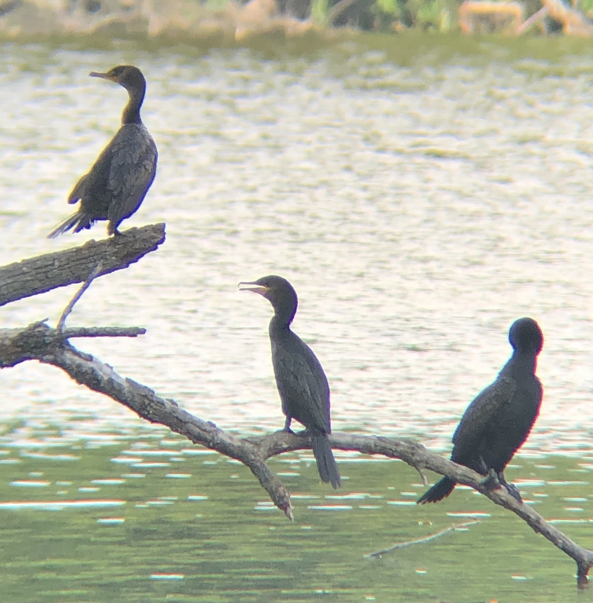 Neotropic Cormorant - ML590475971