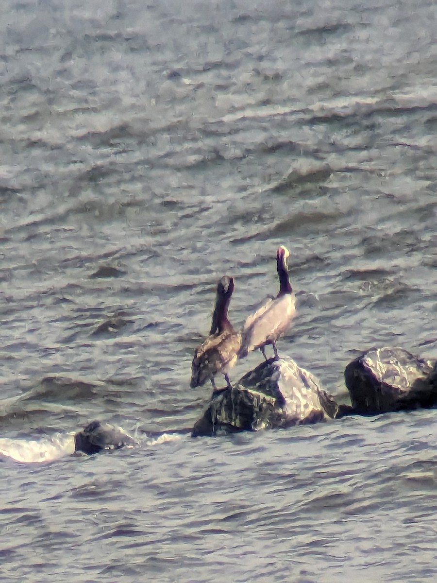 Brown Pelican - ML590476071