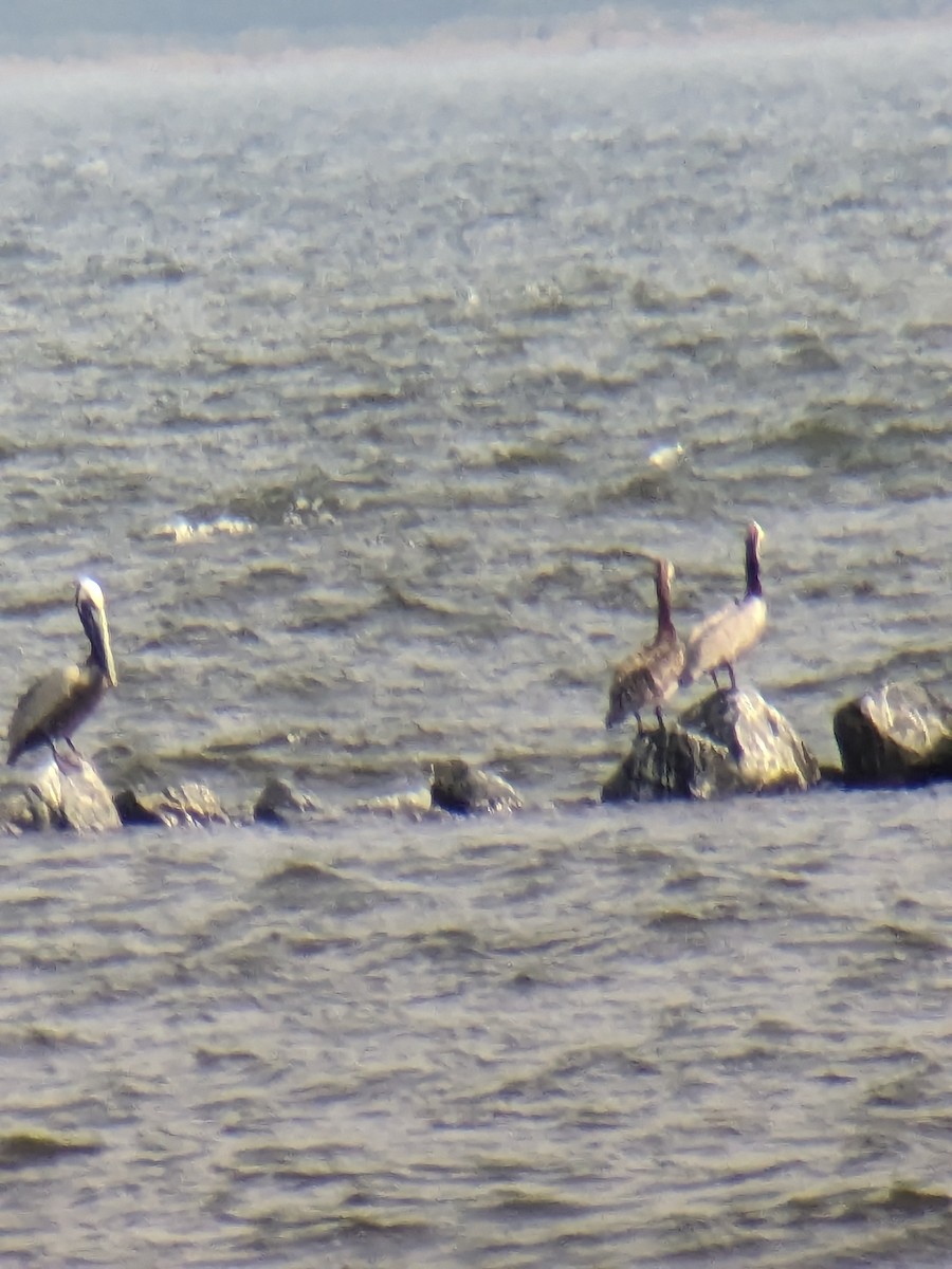 Brown Pelican - ML590476111