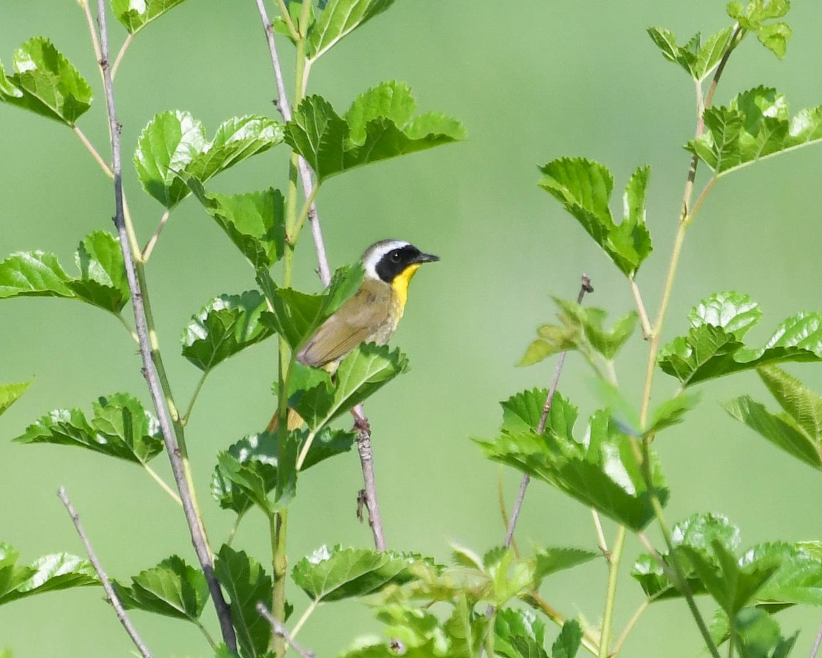 Paruline masquée - ML590476281