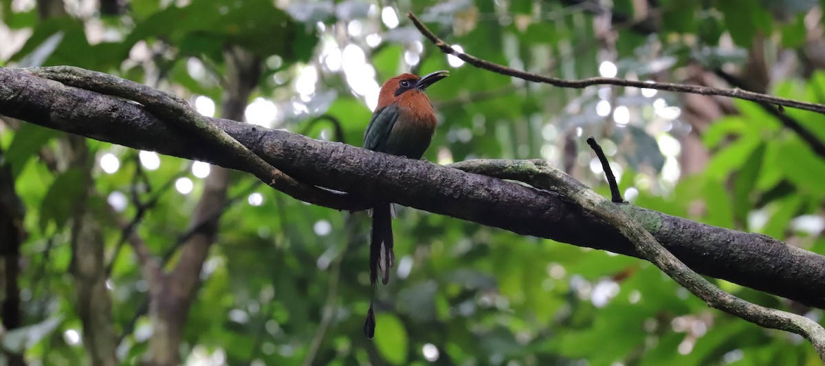 Rufous Motmot - ML590476451