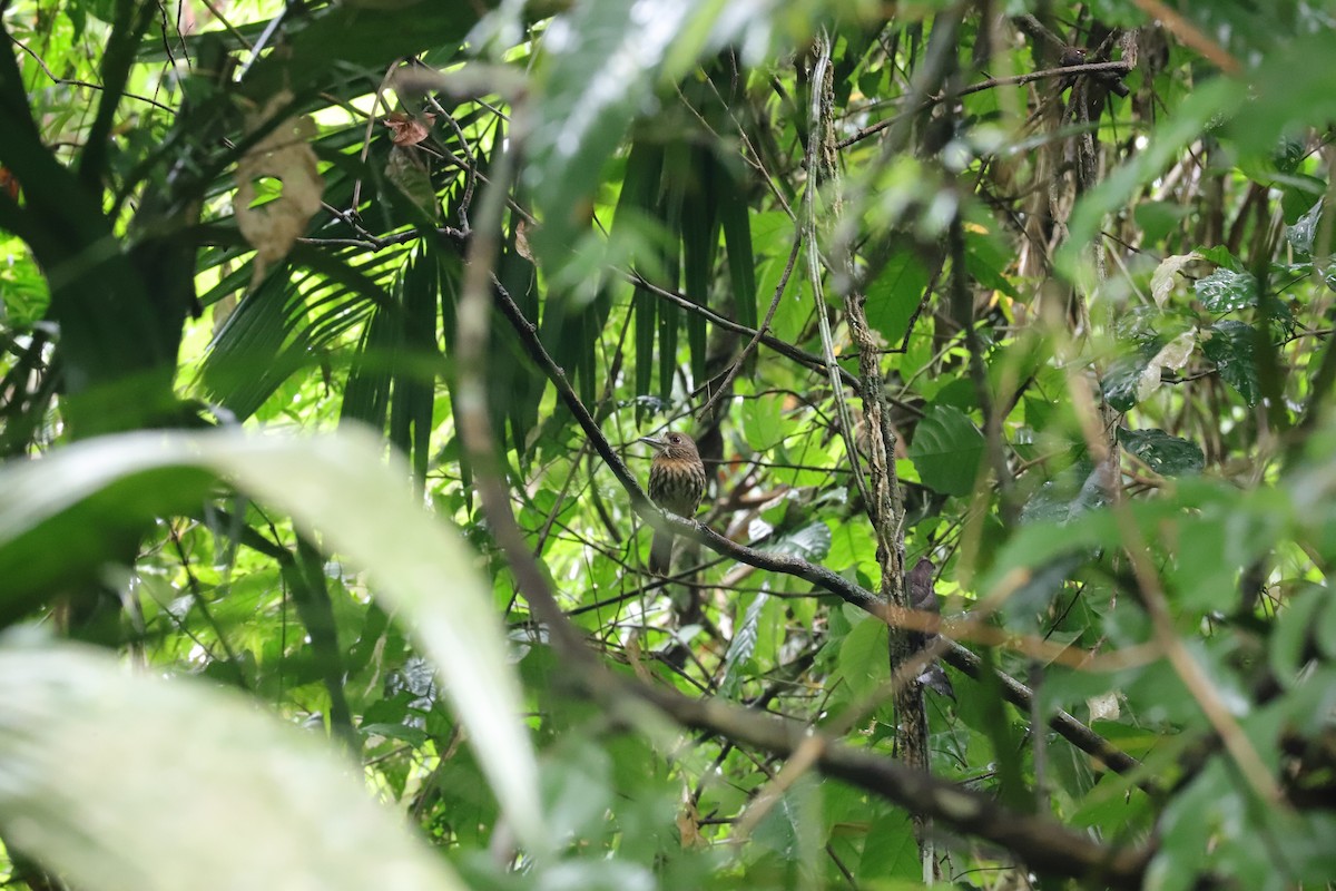 White-whiskered Puffbird - ML590477001