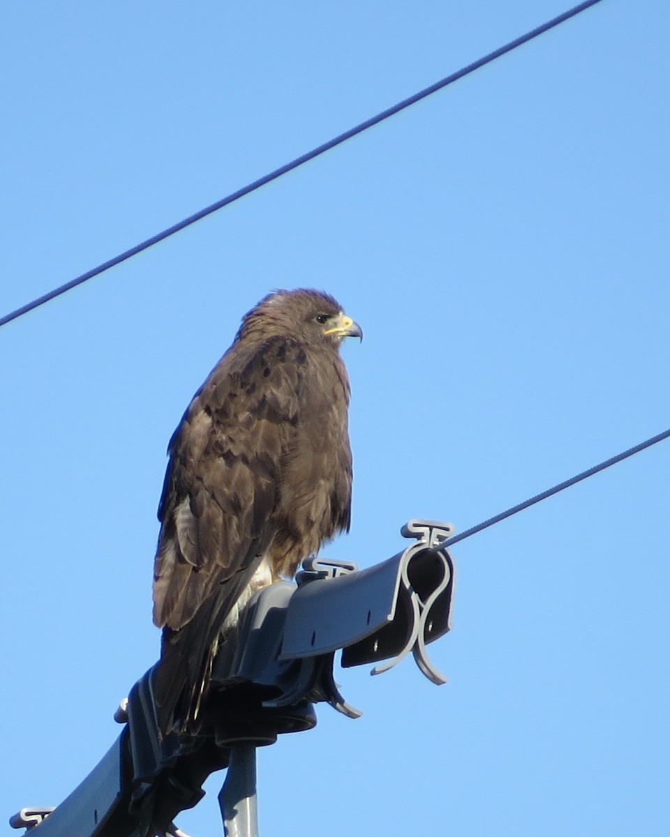 Swainson's Hawk - ML590477401