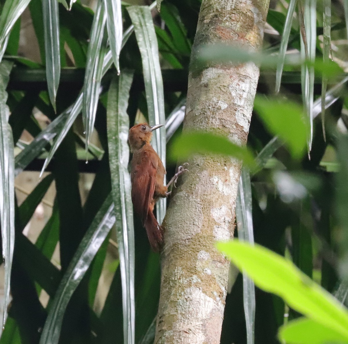 Ruddy Woodcreeper - ML590477441