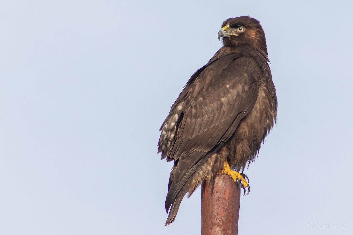 Rufous-tailed Hawk - ML590478181
