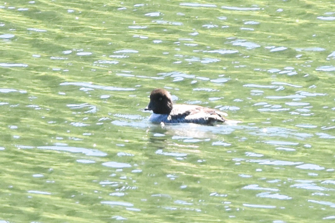 Barrow's Goldeneye - Ted Kavanagh