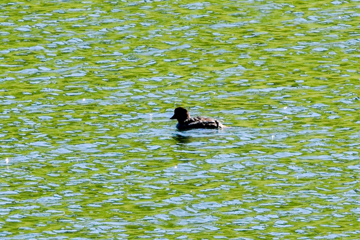 Barrow's Goldeneye - Ted Kavanagh