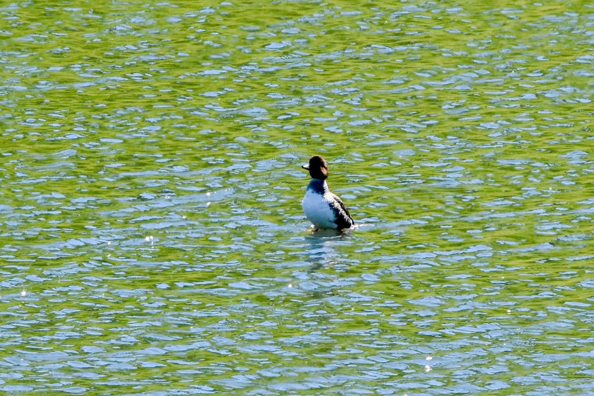 Barrow's Goldeneye - Ted Kavanagh