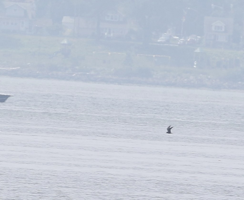 Black Tern - Anthony V. Ciancimino