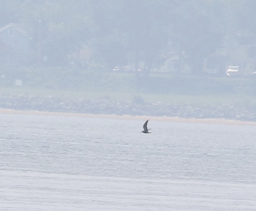 Black Tern - ML590480041