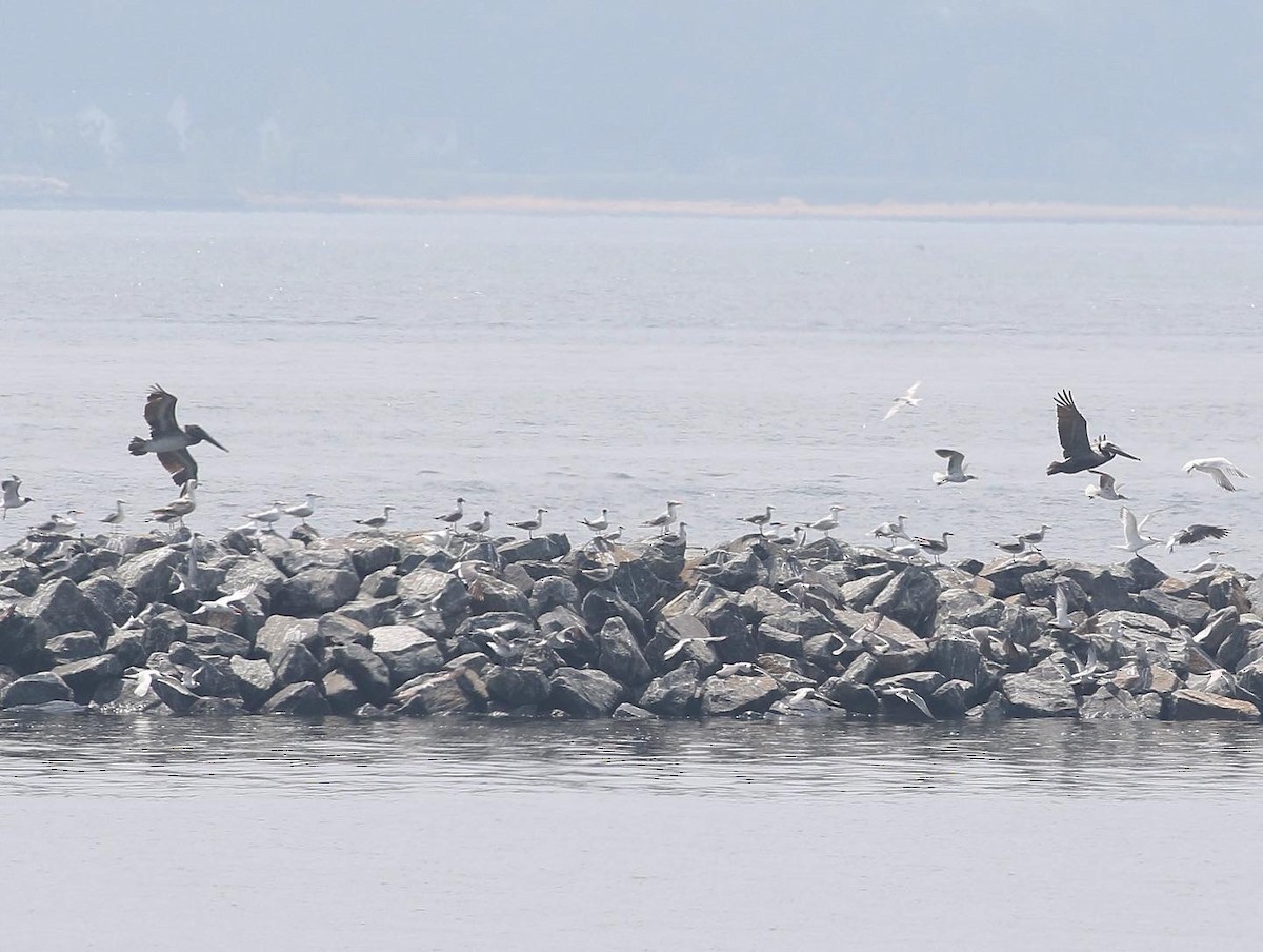 Brown Pelican - ML590480091