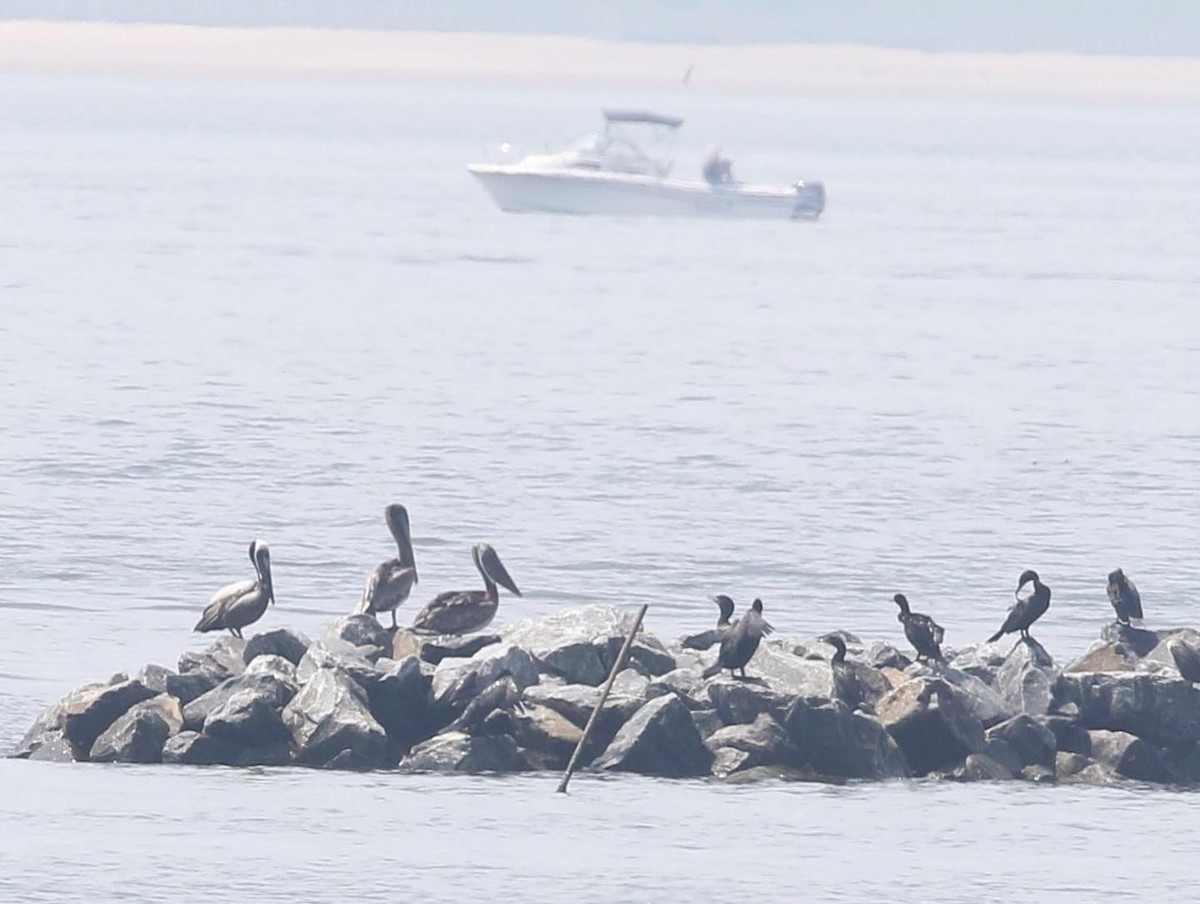 Brown Pelican - ML590480101