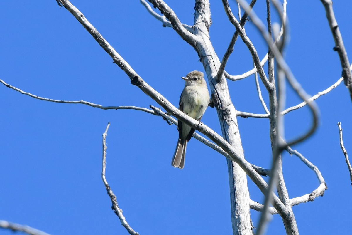 Dusky Flycatcher - Ted Kavanagh