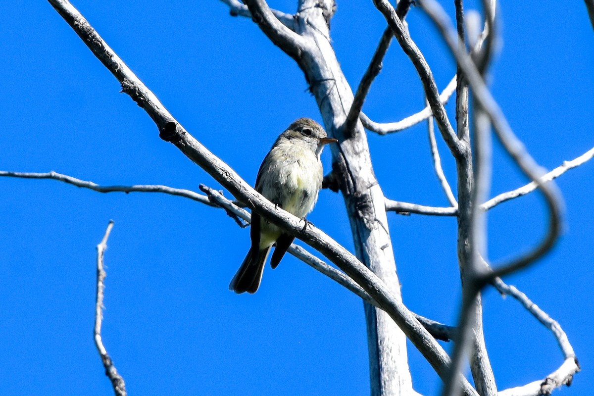 Dusky Flycatcher - Ted Kavanagh