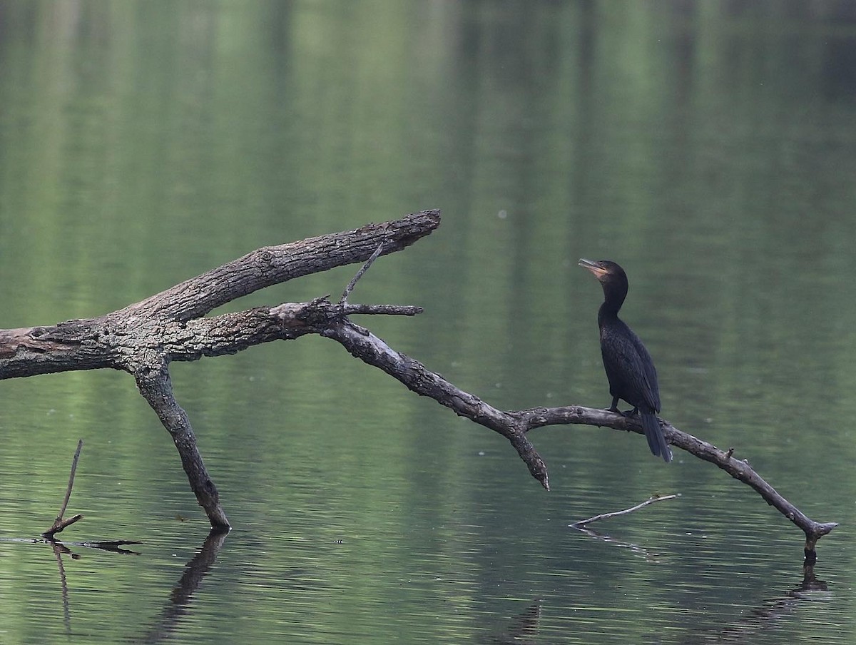 Neotropic Cormorant - ML590480541