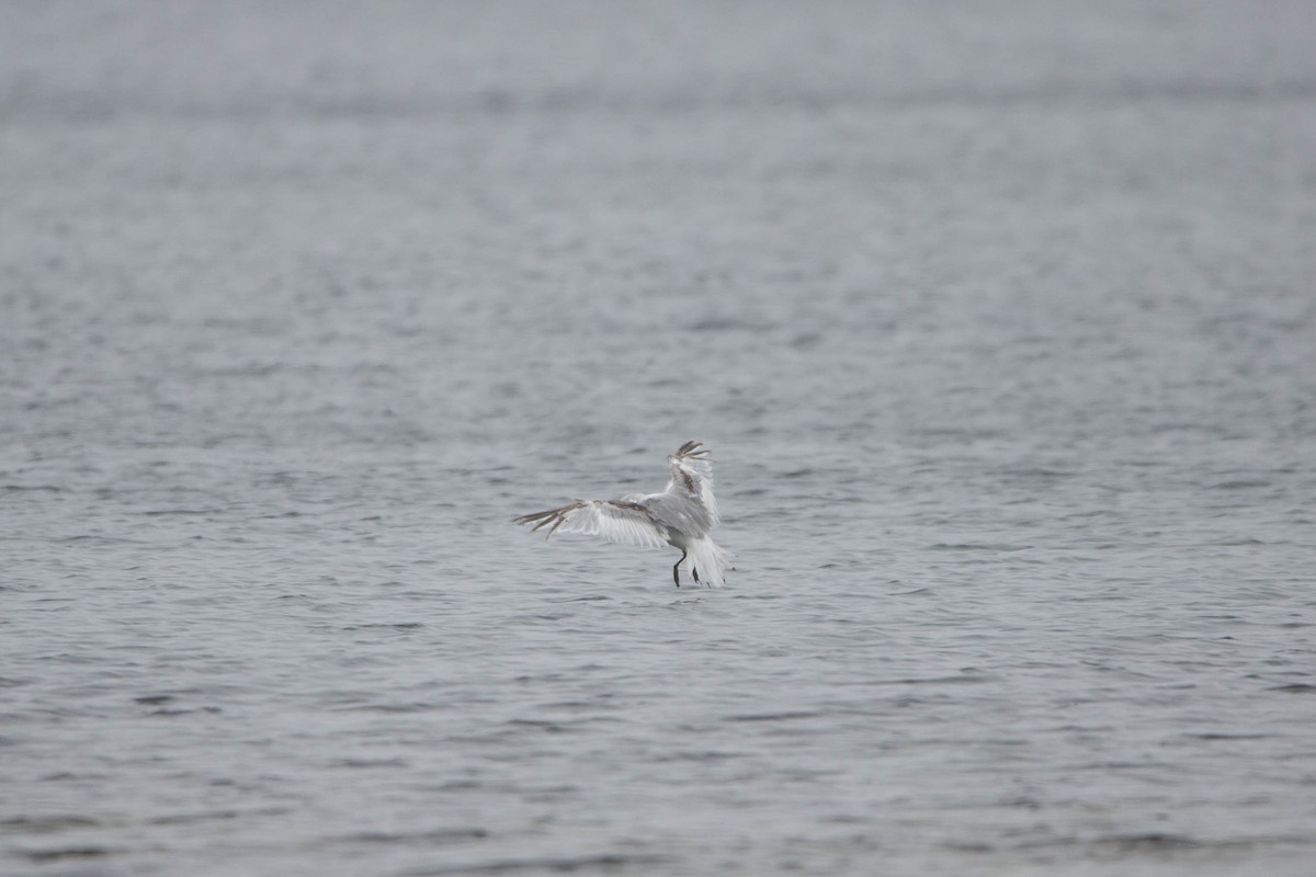 Black-legged Kittiwake - Vernon Buckle