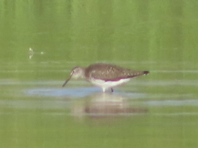 Solitary Sandpiper - ML590482641