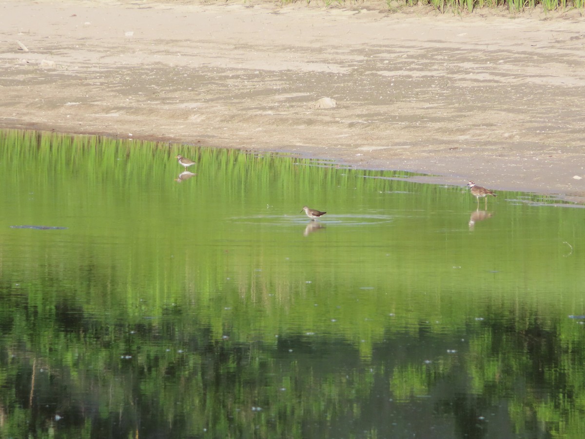 Solitary Sandpiper - ML590482651