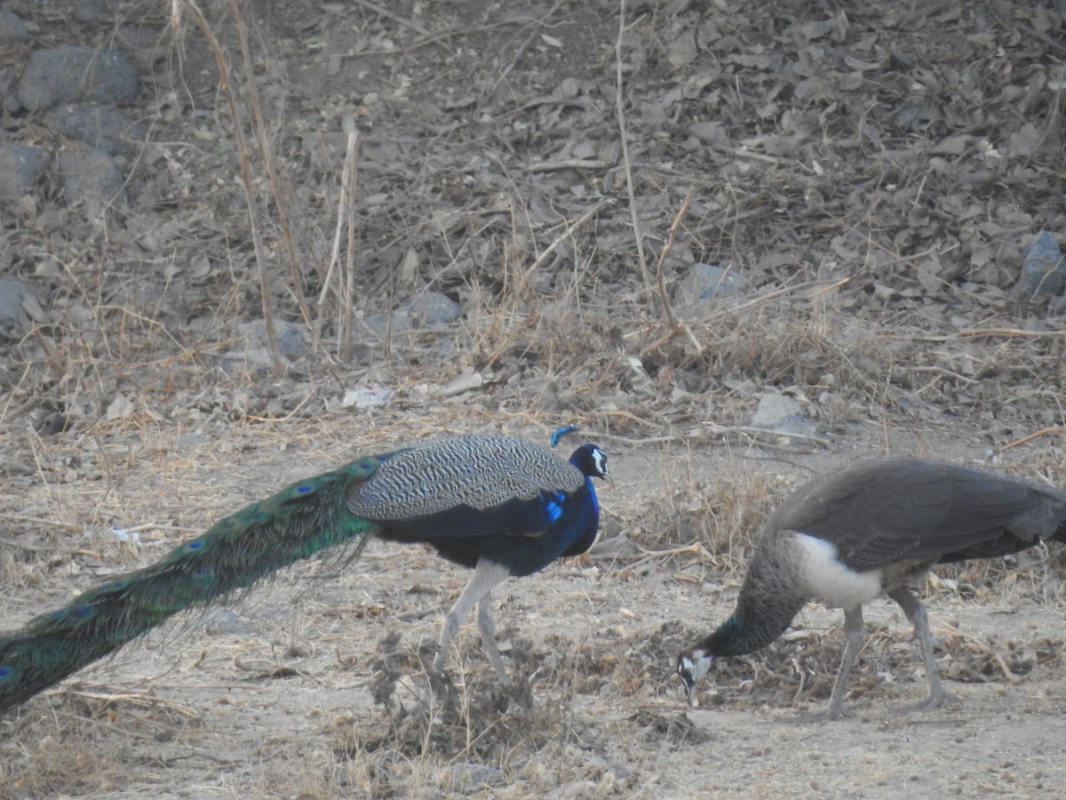 Indian Peafowl - DIVYA SINGHAL