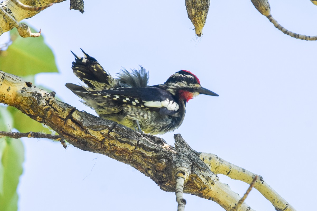 Red-naped Sapsucker - Ted Kavanagh