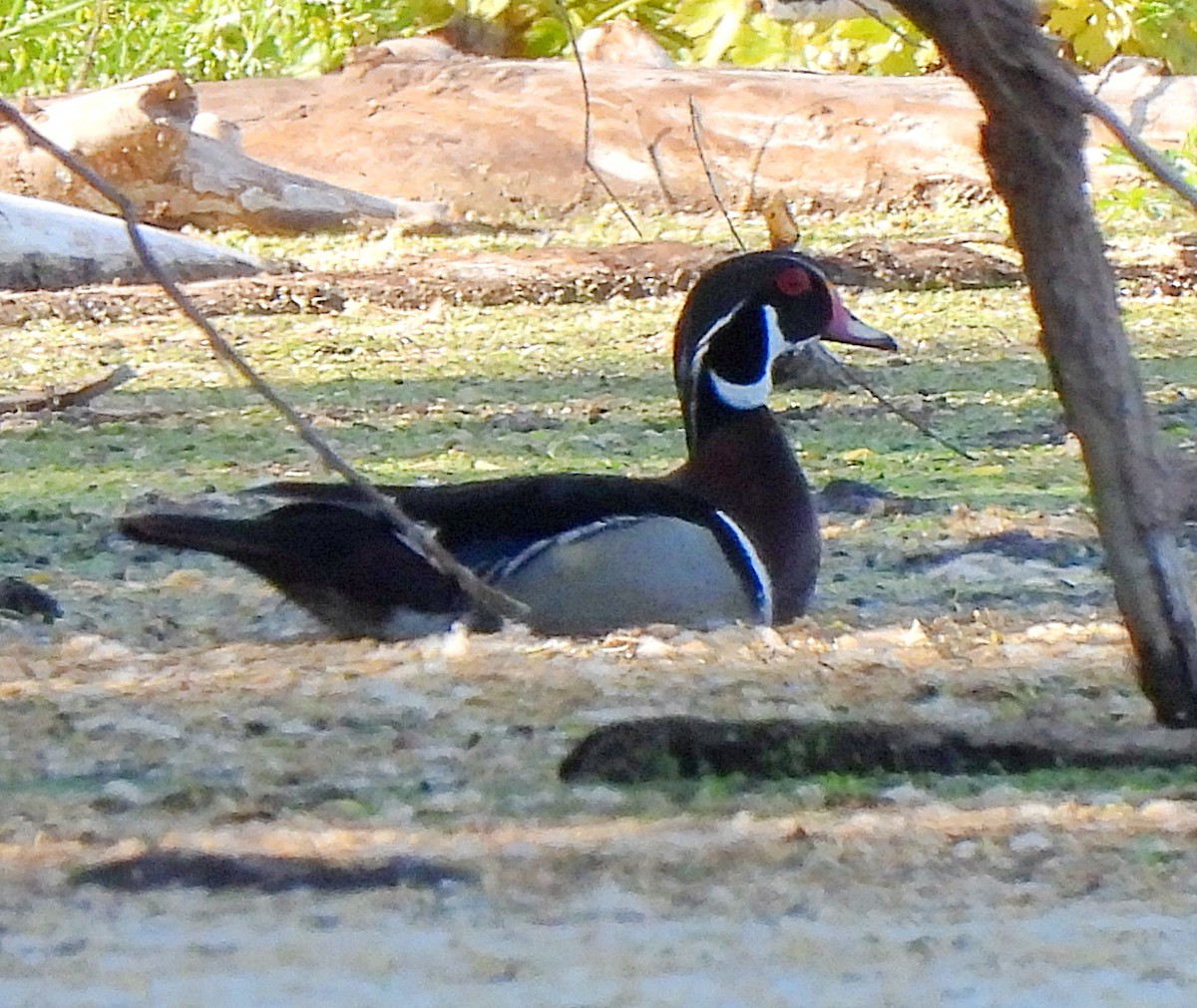 Wood Duck - Charity Hagen