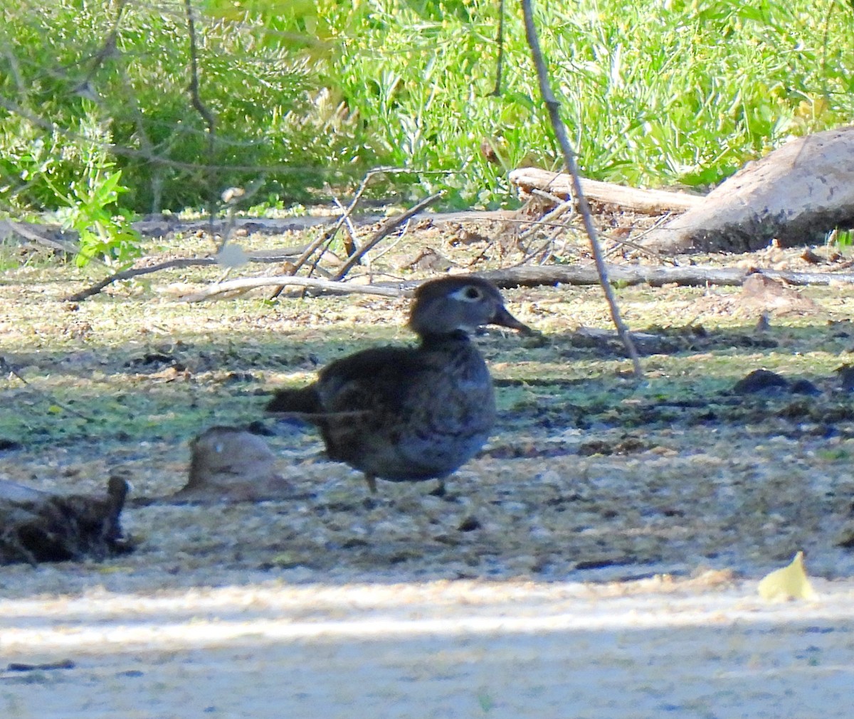 Wood Duck - ML590484611