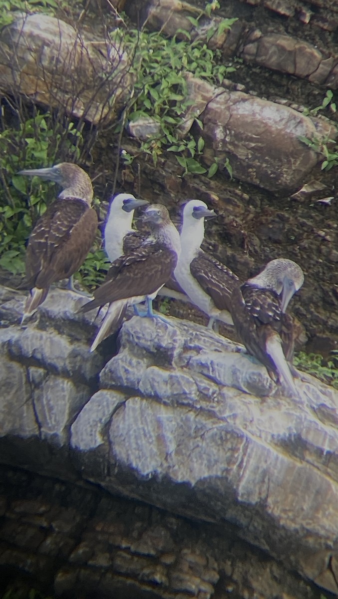 Blue-footed Booby - ML590484741