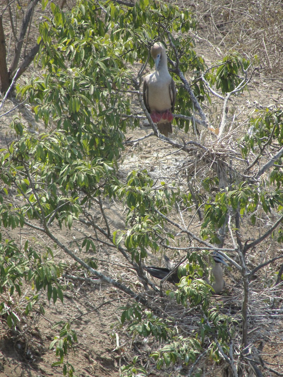 Red-footed Booby (Eastern Pacific) - ML590485471