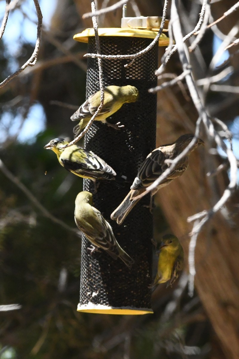 Lesser Goldfinch - ML590487101