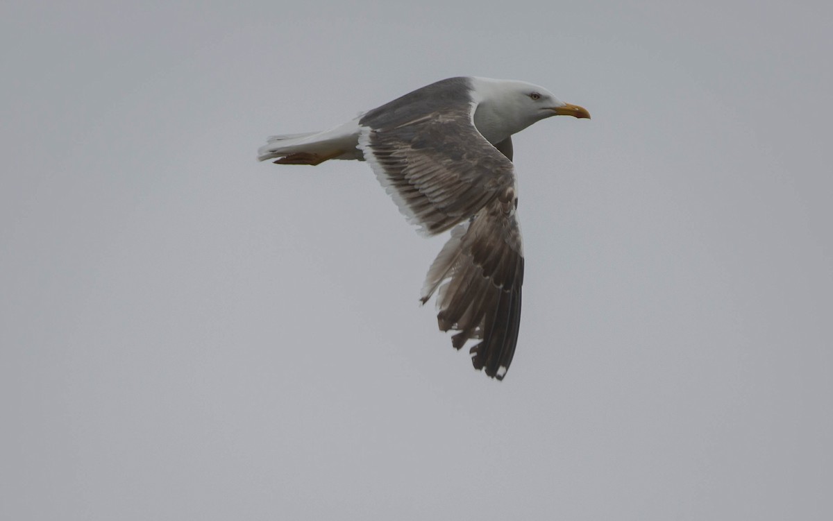 Lesser Black-backed Gull - ML590487161