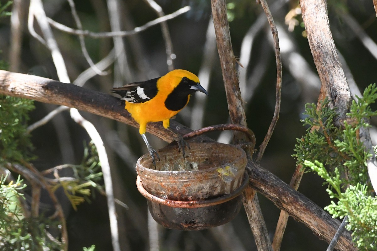 Hooded Oriole - ML590487211