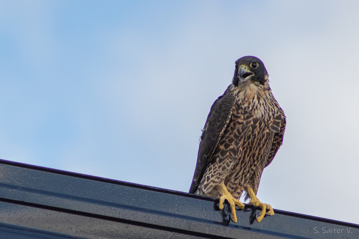 Peregrine Falcon (South American) - Sebastián Saiter Villagrán